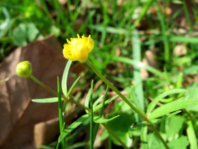 20150412Ranunculus_auricomus4