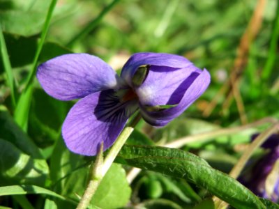 20150410Viola_odorata4