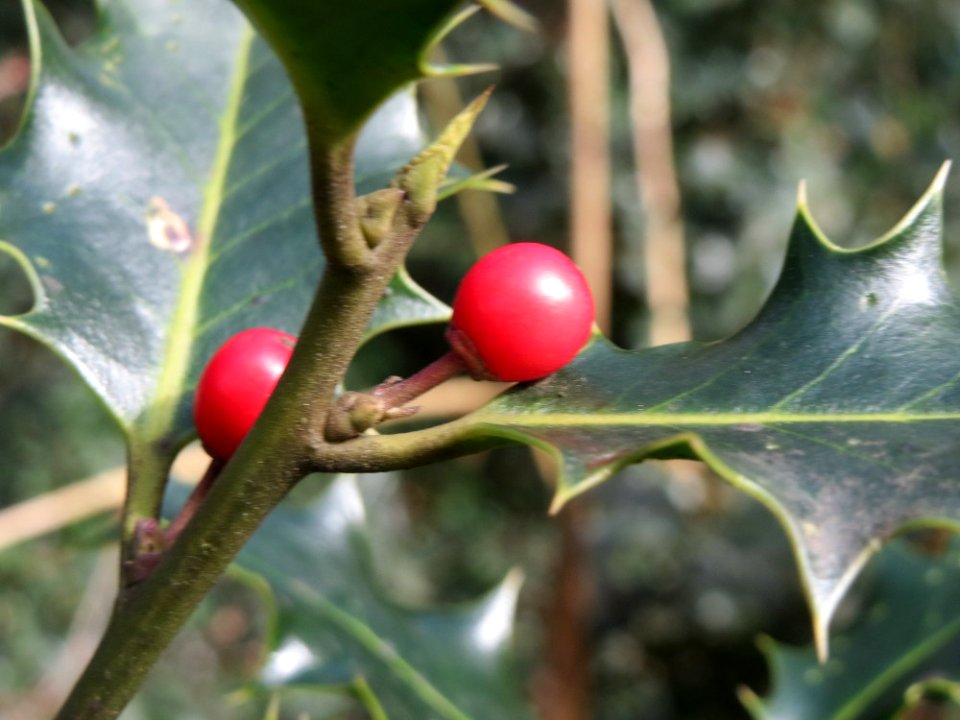 20150304Ilex_aquifolium3