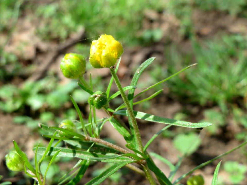 20150412Ranunculus_auricomus2