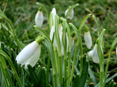 20150304Galanthus_nivalis3