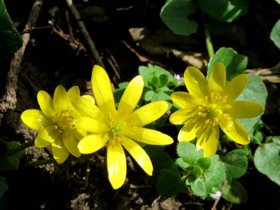 20150412Ficaria_verna1