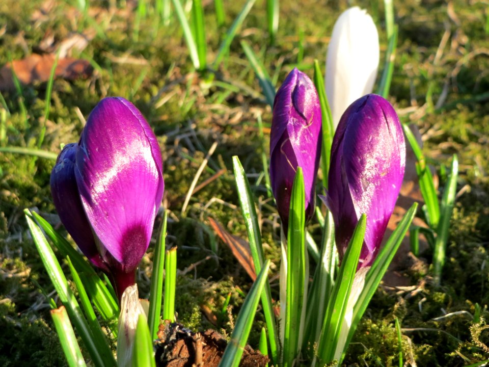 20150304Crocus_vernus_cultivars