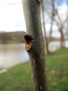 20150304Fraxinus_excelsior2