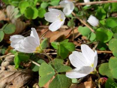 20150412Oxalis_acetosella4