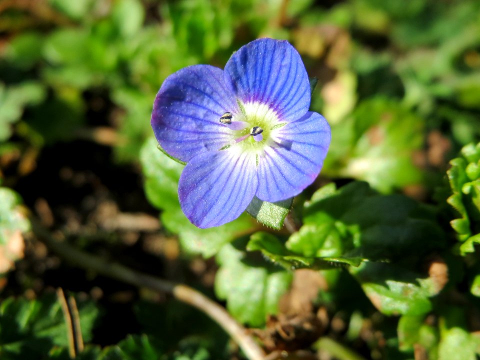 20150226Veronica_persica5