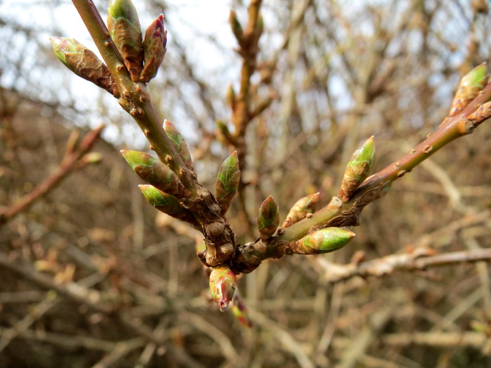 20150304Forsythia_x_intermedia2