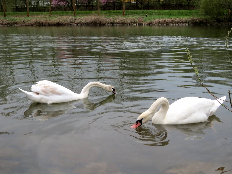 20150411Cygnus_olor2