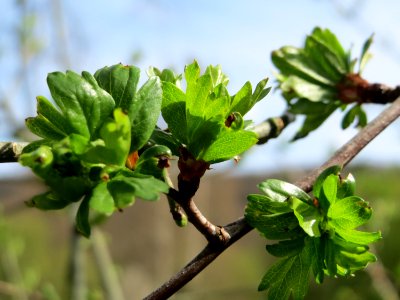 20150412Crataegus_monogyna1
