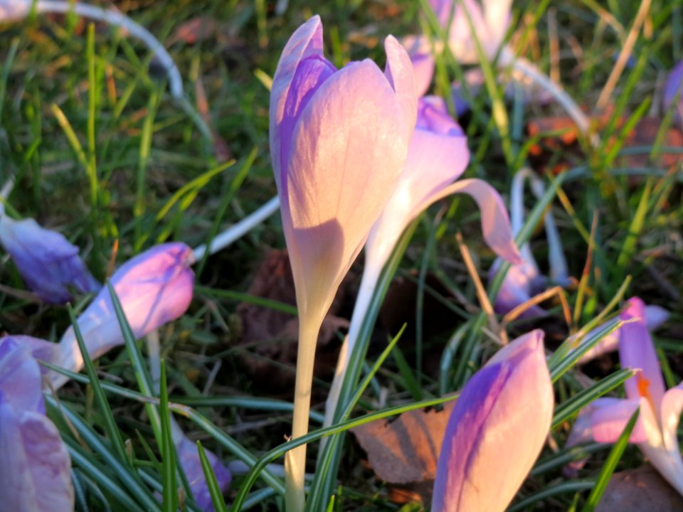 20150304Crocus_tommasinianus8