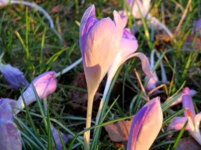 20150304Crocus_tommasinianus8