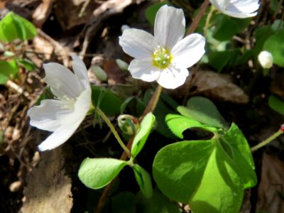 20150412Oxalis_acetosella3