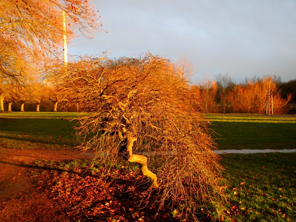 20150302Acer_palmatum_cultivars