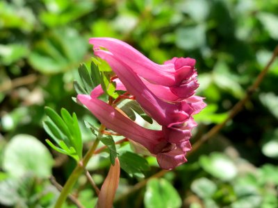 20150412Corydalis_solida3