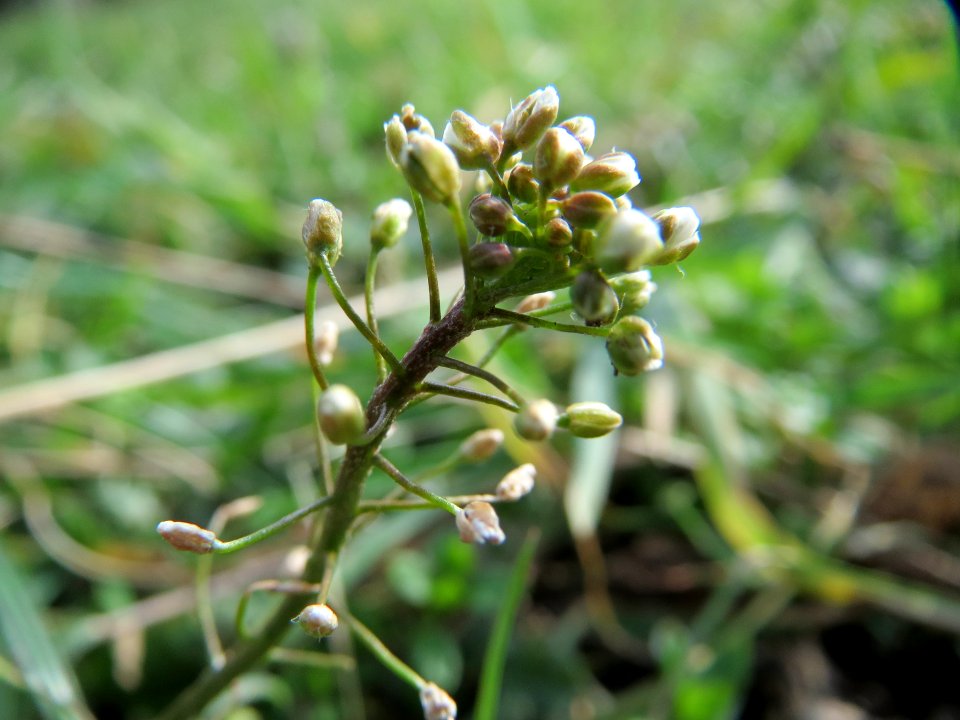 20150228Capsella_bursa-pastoris