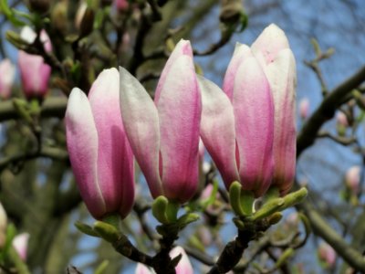 20150412Magnolia_x_soulangeana2 photo