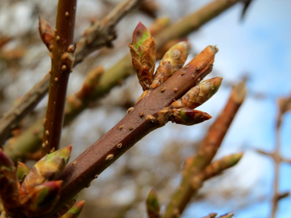 20150304Forsythia_x_intermedia1