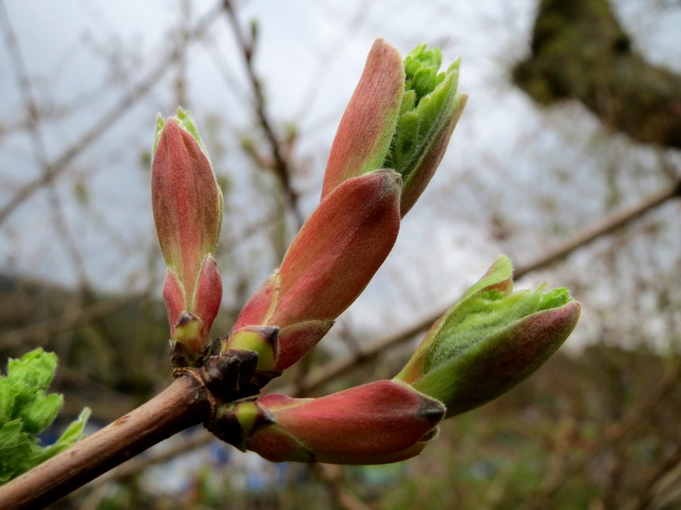20150411Acer_campestre