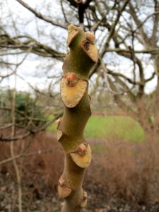 20150304Ailanthus_altissima1