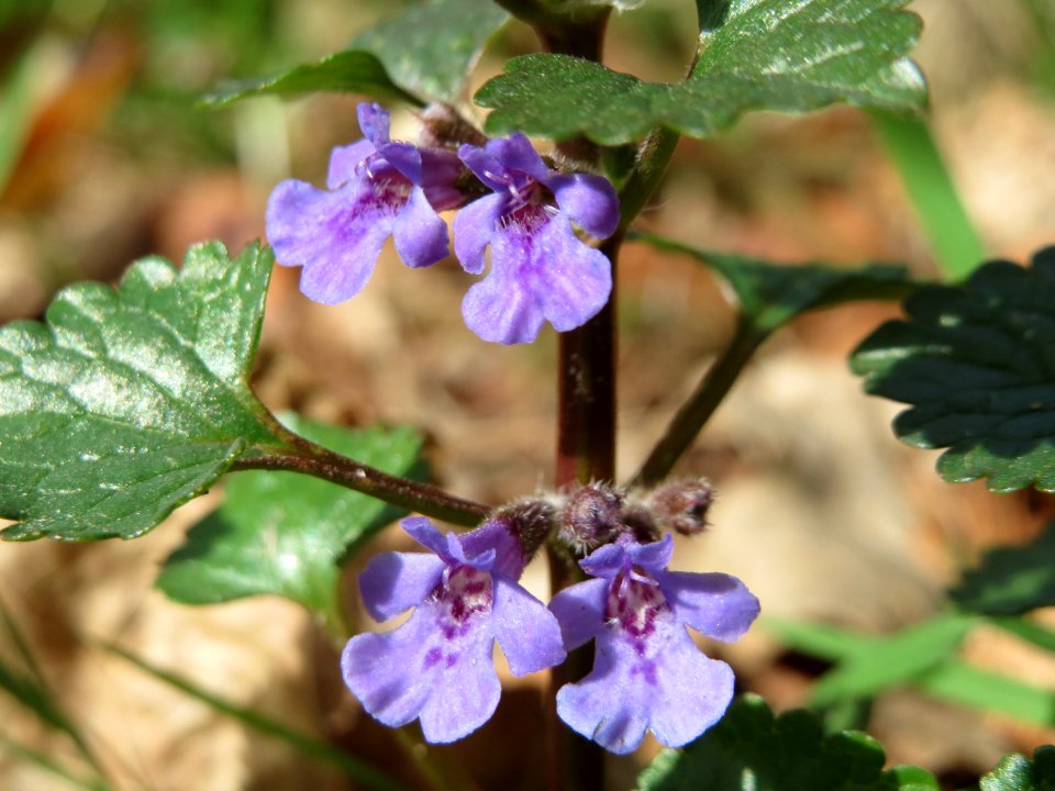 20150412Glechoma_hederacea1