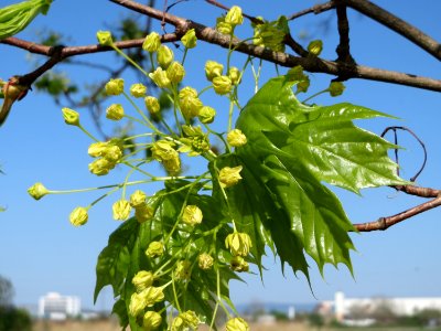 20150420Acer_platanoides3