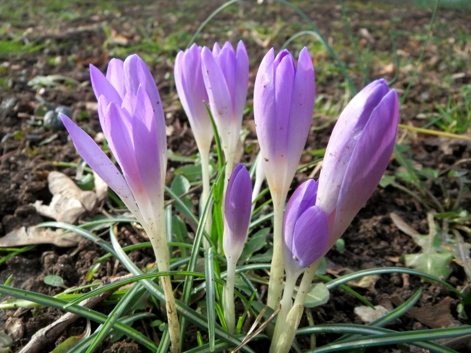 20150221Crocus_tommasinianus6