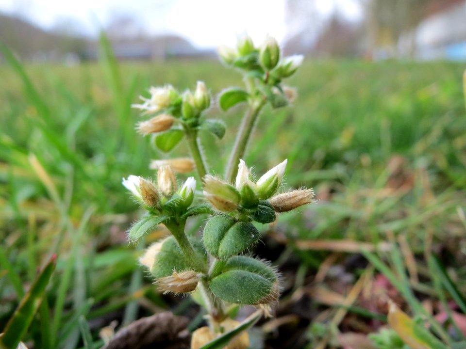 20150304Cerastium_glomeratum1