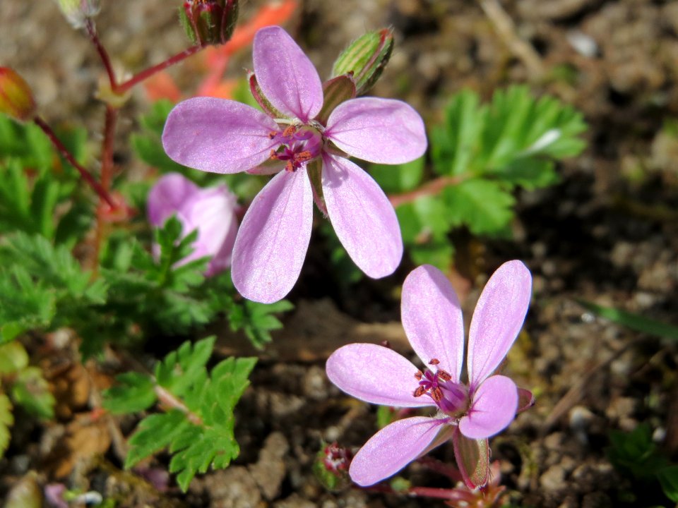 20150412Erodium_cicutarium1