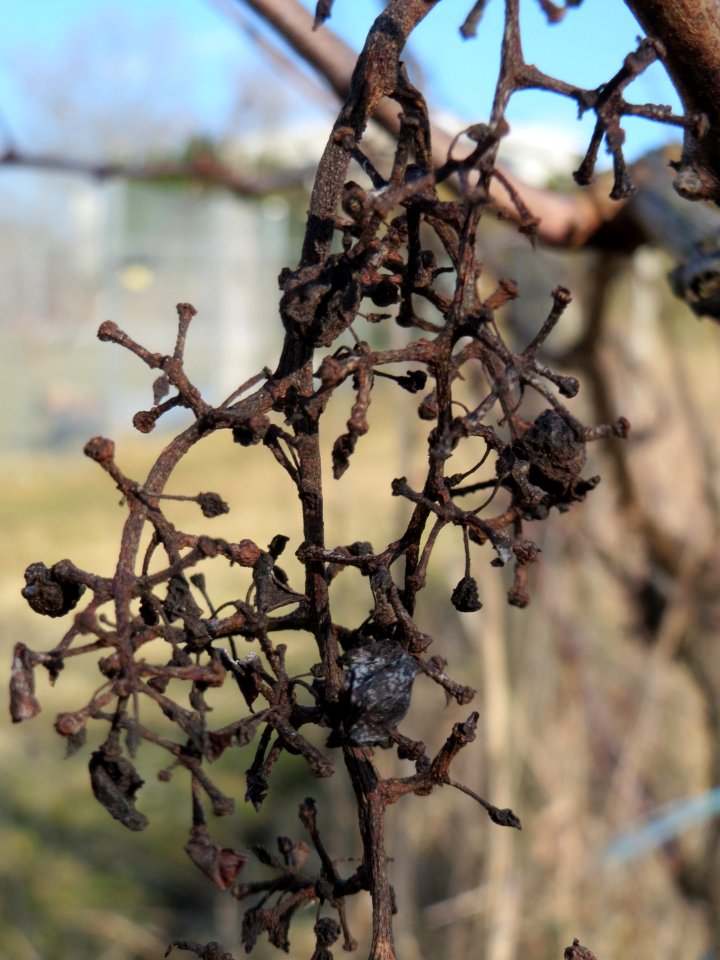 20150220Vitis_vinifera3