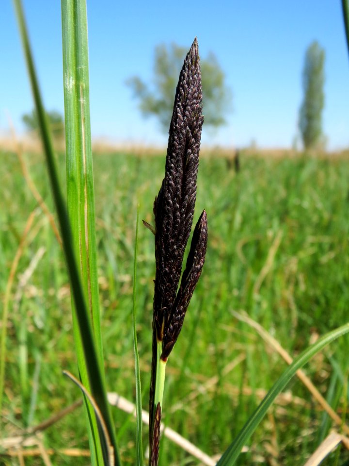 20150420Carex_acutiformis01