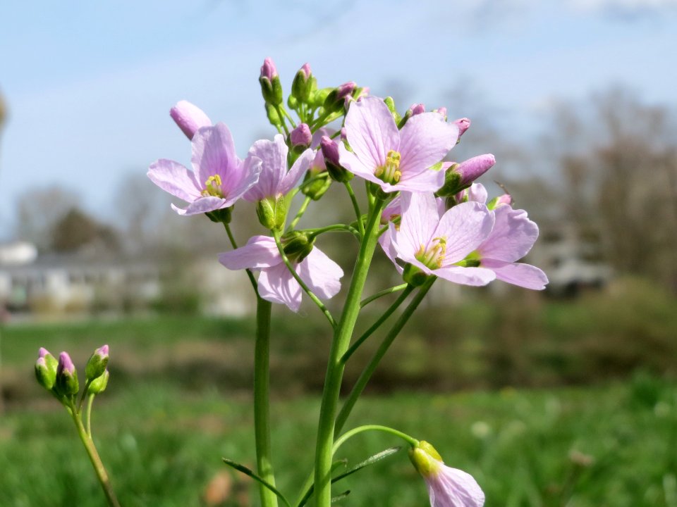 20150412Cardamine_pratensis3