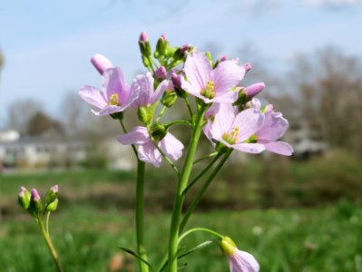 20150412Cardamine_pratensis3