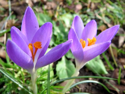 20150221Crocus_tommasinianus7 photo