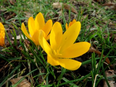 20150228Crocus_chrysanthus2