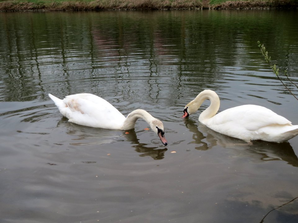 20150411Cygnus_olor6