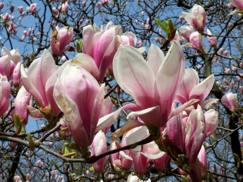 20150412Magnolia_x_soulangeana1