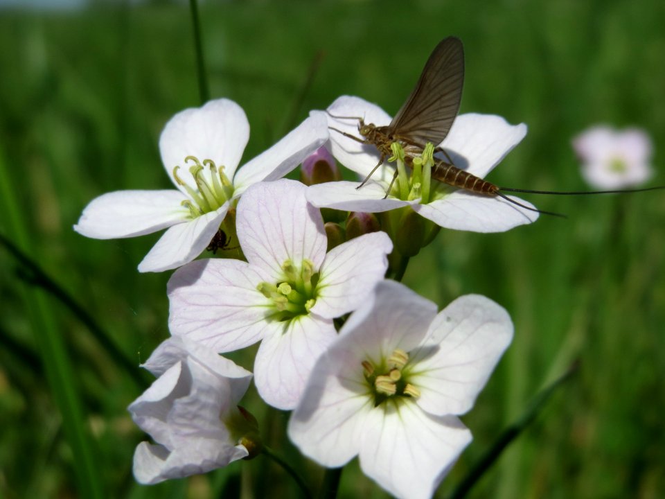 20150420Cardamine_pratensis2