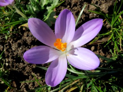 20150226Crocus_tommasinianus5 photo