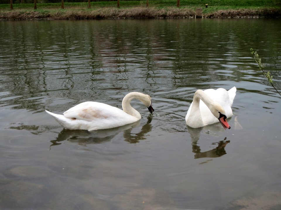 20150411Cygnus_olor1