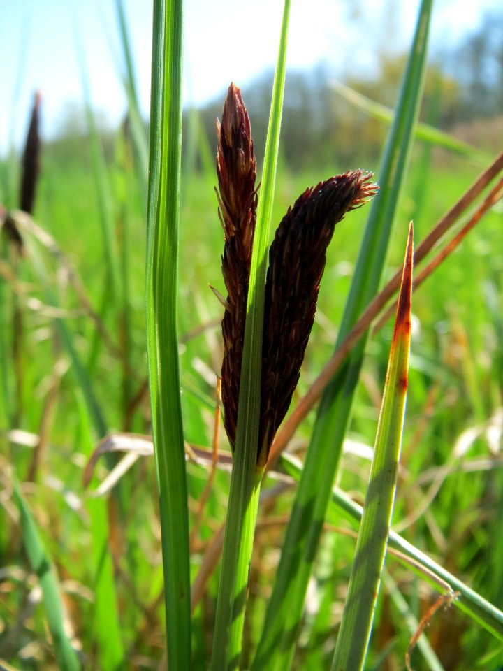 20150420Carex_acutiformis04