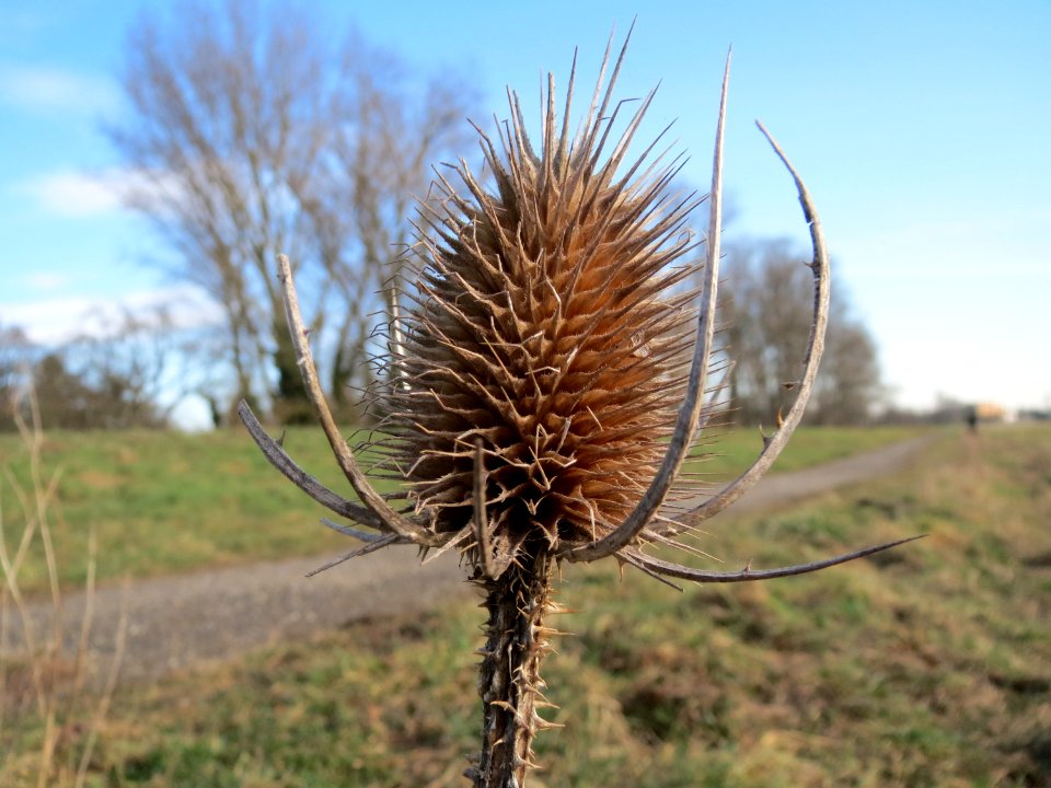 20150220Dipsacus_fullonum1