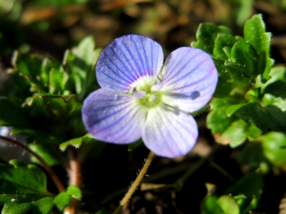 20150226Veronica_persica4