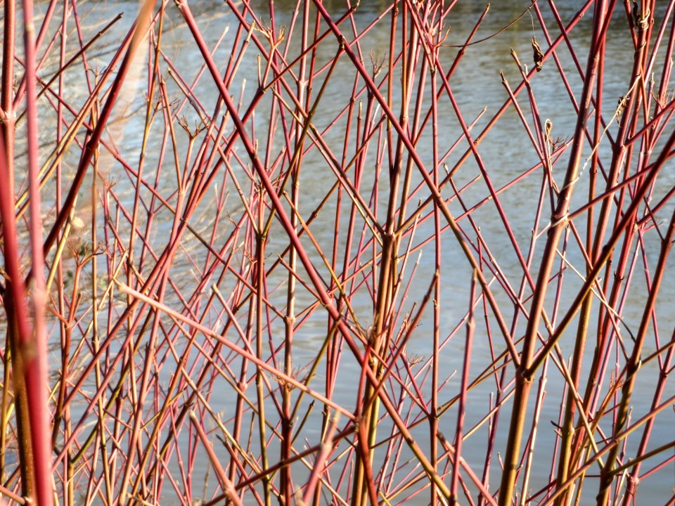 20150228Cornus_sanguinea2