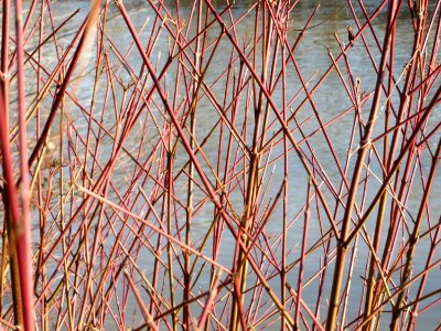 20150228Cornus_sanguinea2