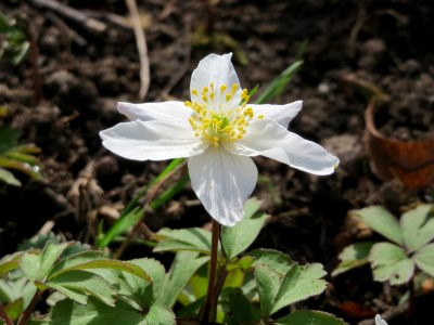 20150412Anemone_nemorosa2