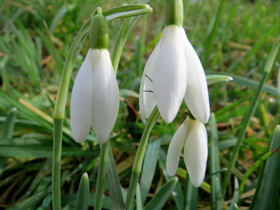 20150221Galanthus_nivalis1