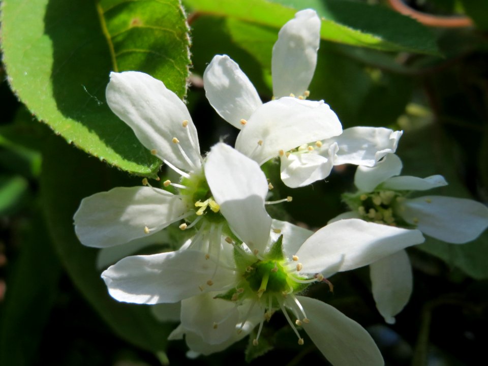 20150420Amelanchier_lamarckii2