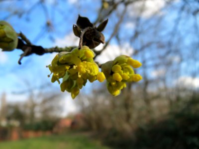20150228Cornus_mas1