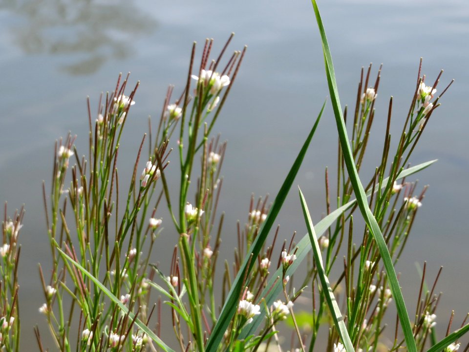 20150412Cardamine_hirsuta