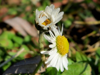 20150220Bellis_perennis2